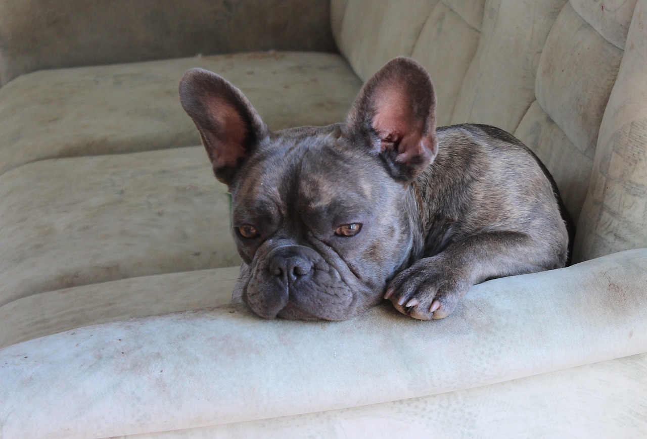 The Characteristics of French Bulldogs